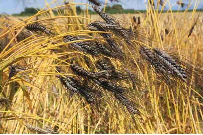 VibeX H-A-U-308 Black Wheat Seeds Seed Price in India - Buy