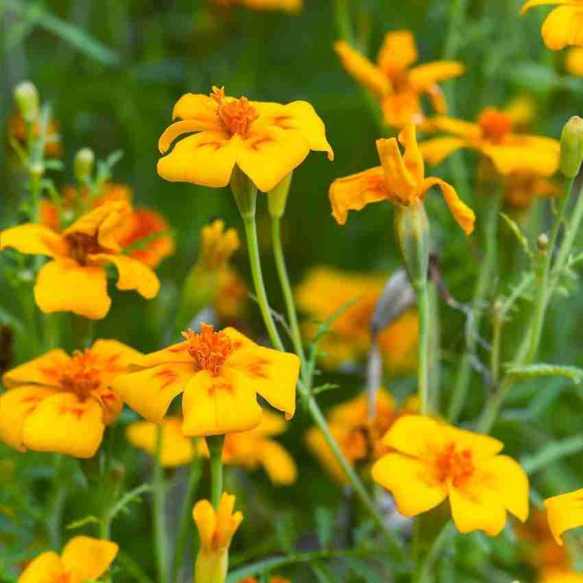 Tagetes tenuifolia sale