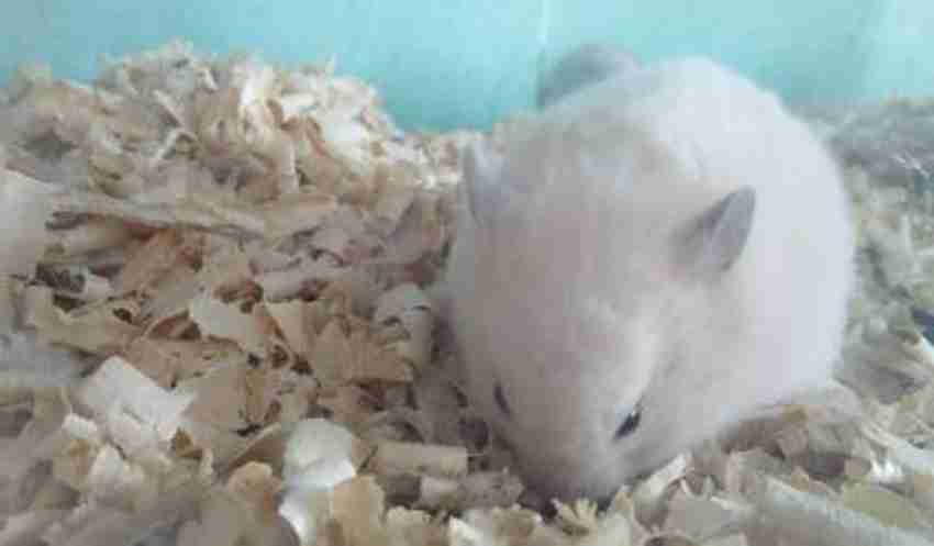 VISION CRAFTED Wood Shaving Bedding for Hamster Dwarf Mice