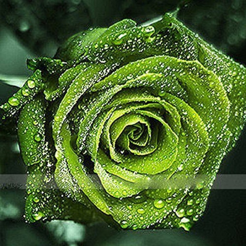 Dark Green Rose Flower