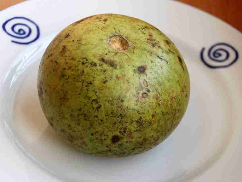 Platone Bel Plant Price in India Buy Platone Bel Plant online at
