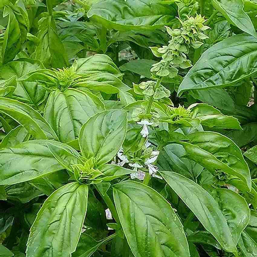 Green Tree Basil Green Ocimum basilicum Seed Price in India Buy