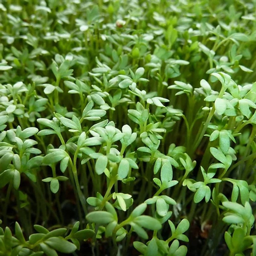 Garden Cress Plant Pods