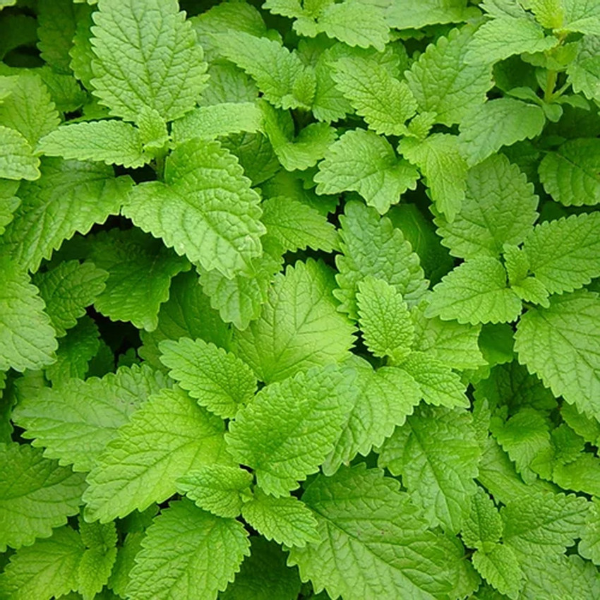 Amazon.com: Organic Lemon Balm Tea - 16 Bags : Grocery & Gourmet Food