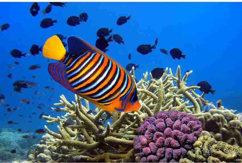 Artzfolio 107.188 cm Angel Fish Pygoplites Diacanthus Peel Stick