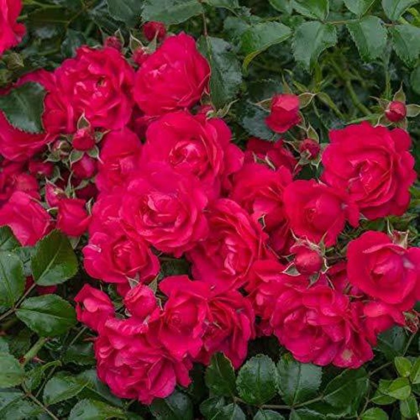 XOLDA Red Rose Seed Price in India - Buy XOLDA Red Rose Seed online at