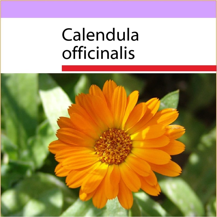 Flower: Calendula