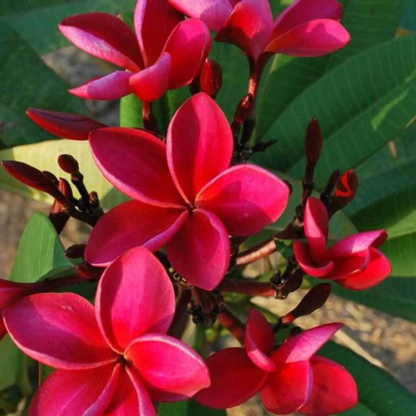 Red plumeria outlet