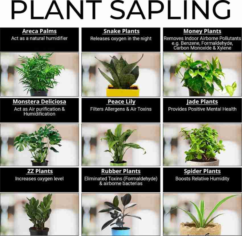 Different types of on sale money plants