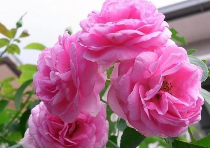 HM Herbals DRY DRIED ROSE PETALS, paneer rose petals, GULAB Seed Price in  India - Buy HM Herbals DRY DRIED ROSE PETALS, paneer rose petals, GULAB  Seed online at