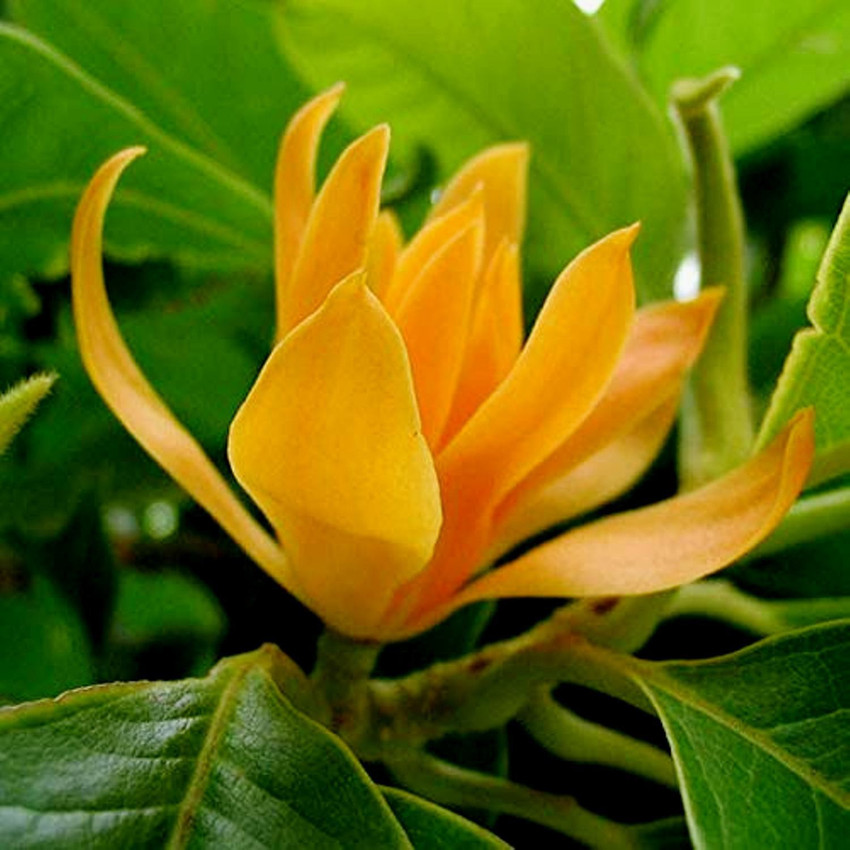 White Sampangi Flower In English | Best Flower Site