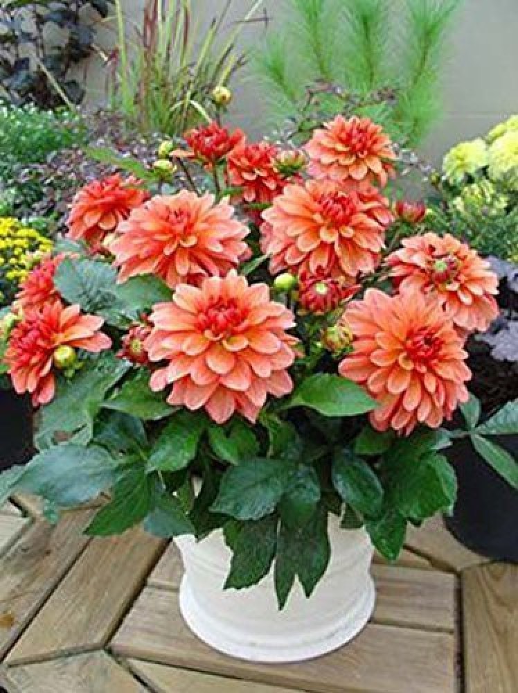 Lorvox Hybrid Dahlia Double Flower Seed Price in India - Buy 