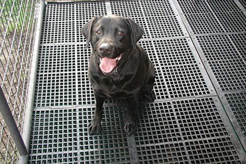 Plastic floor mat for dog cage sales