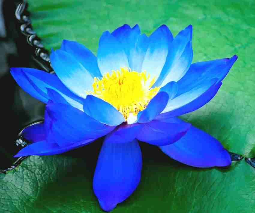 Sacred Lotus Nelumbo Nucifera Seed