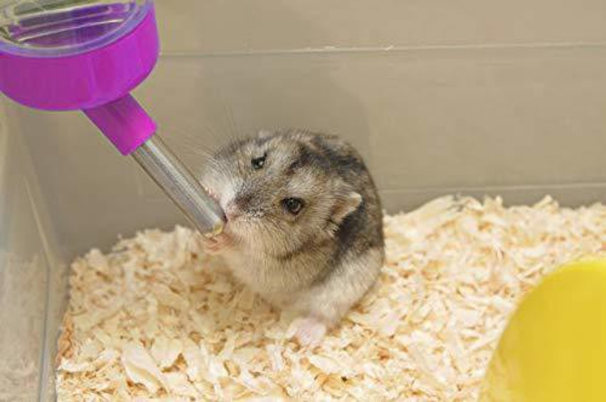 Sn pet world online