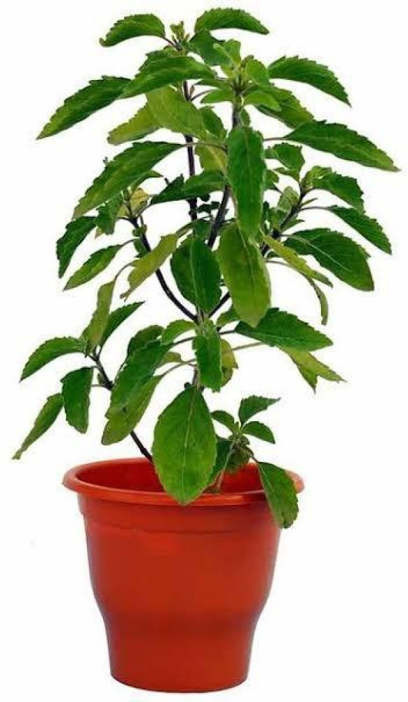 EdensField Tulsi Plant Price in India Buy EdensField Tulsi Plant