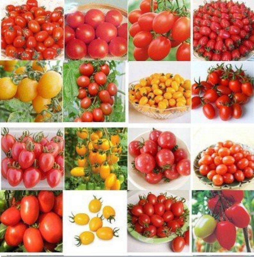 CYBEXIS Hardy Blue Tomato Seeds500 Seeds Seed Price in India - Buy