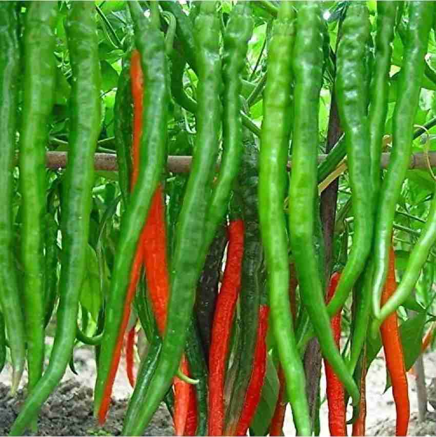 Hybrid Chilli