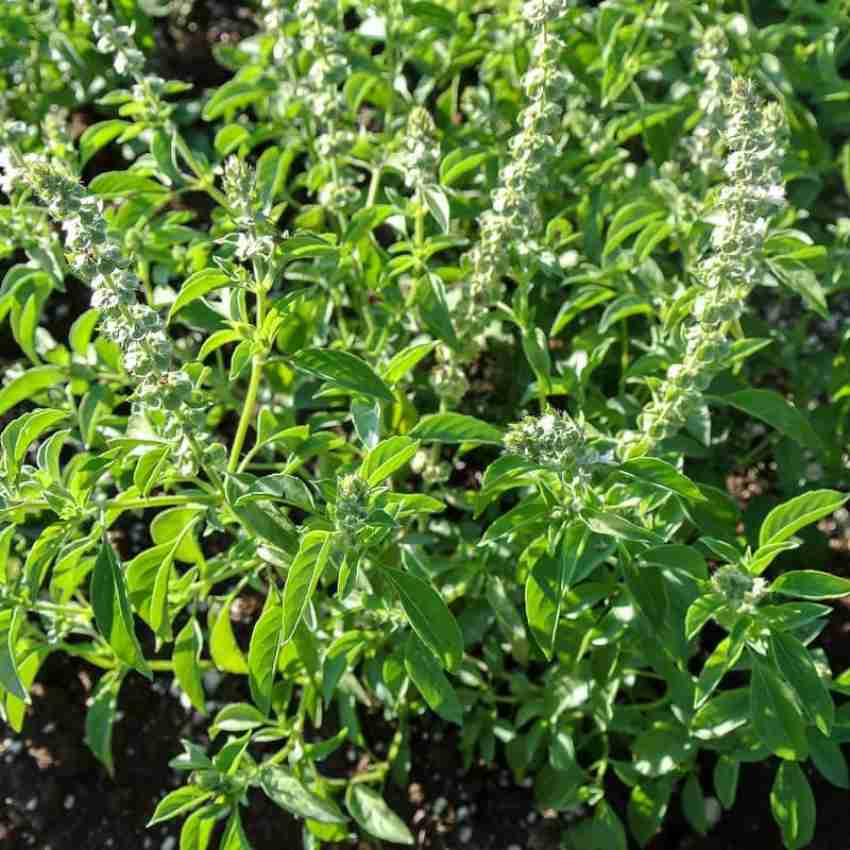 XOLDA Lemon Basil Seed Price in India Buy XOLDA Lemon Basil Seed