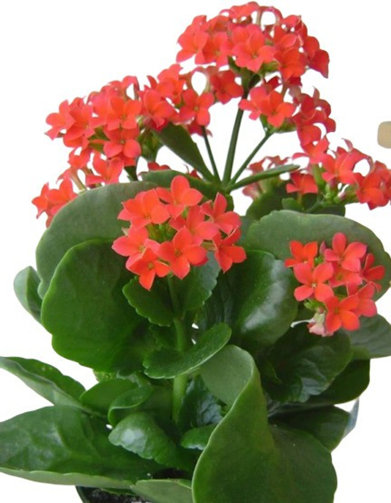 Online flowers and plants best sale