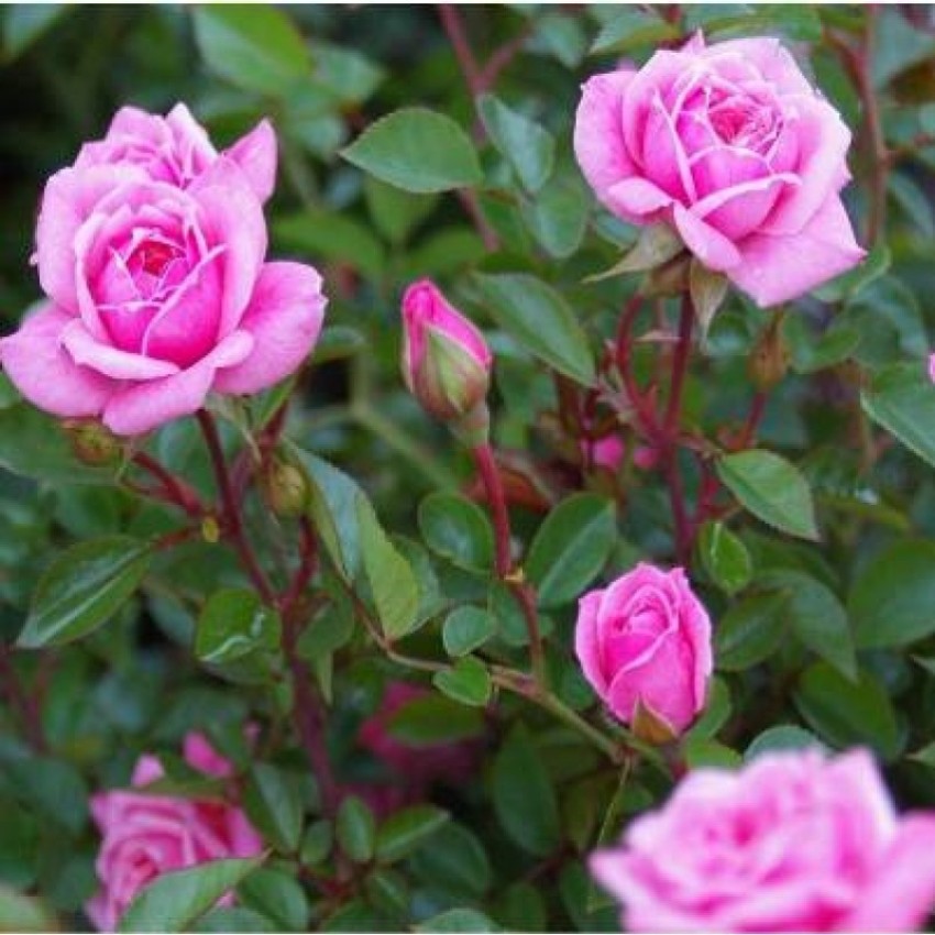 Subhadra Rose Plant Price in India - Buy Subhadra Rose Plant online at