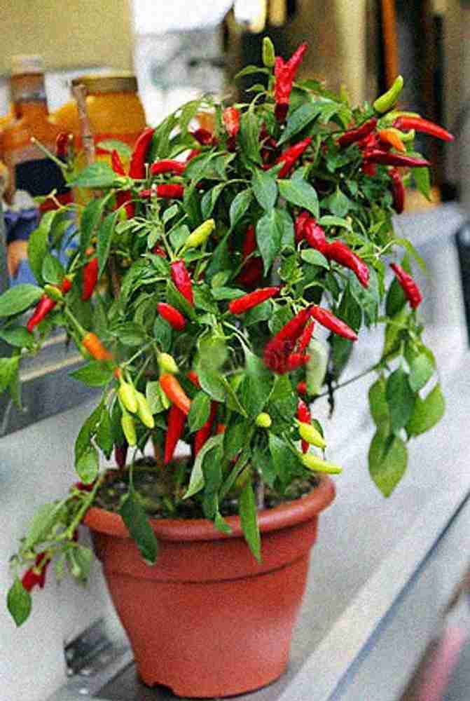 Chilli Plant () Chilli Plant