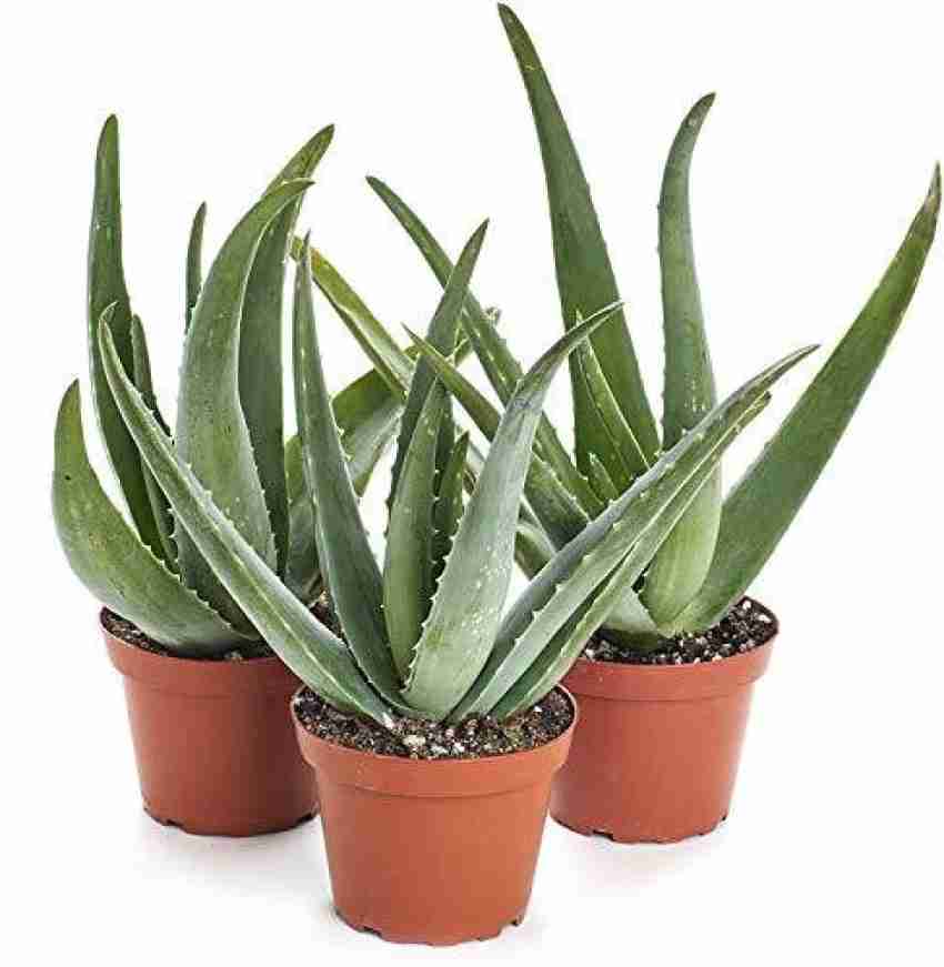 Buy Aloe Vera Online, Order for Aloe Vera Plants in Delhi - Green