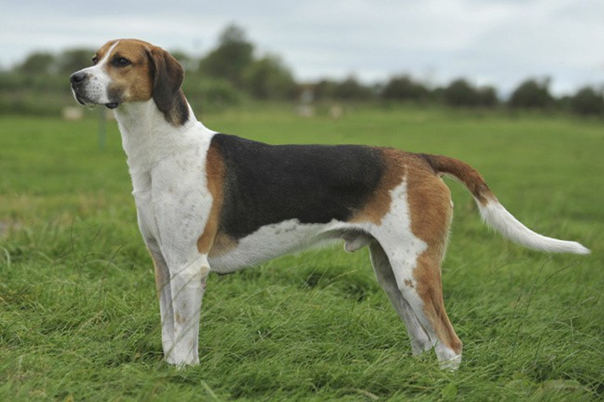 Dog Breeds English Foxhound Lab Mix Retriever Dog Breed Golden Lab