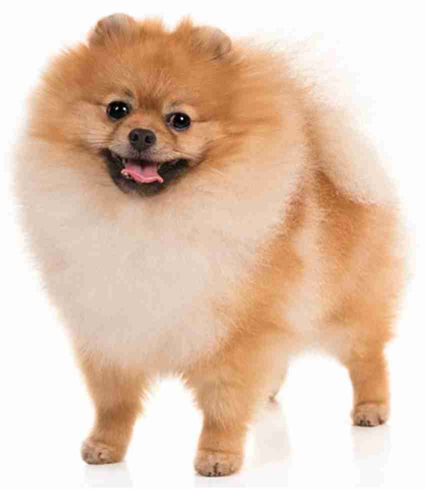 Pomeranian dog belt new arrivals