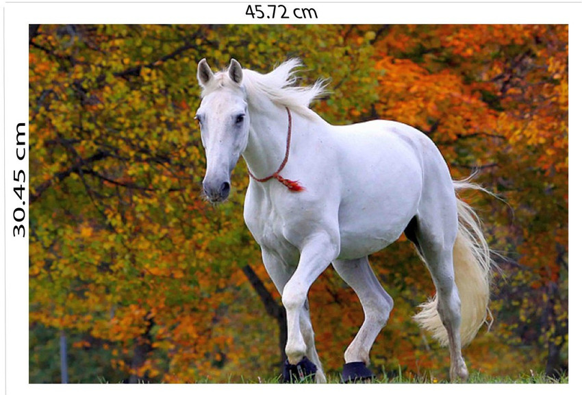 beautiful white horse wallpaper