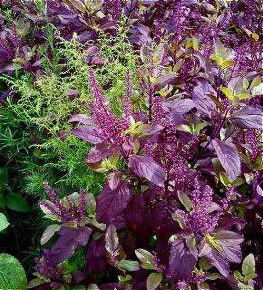 Aywal Krishna Tulsi Seeds Shyam Tulsi Black Tulsi Holy Basil