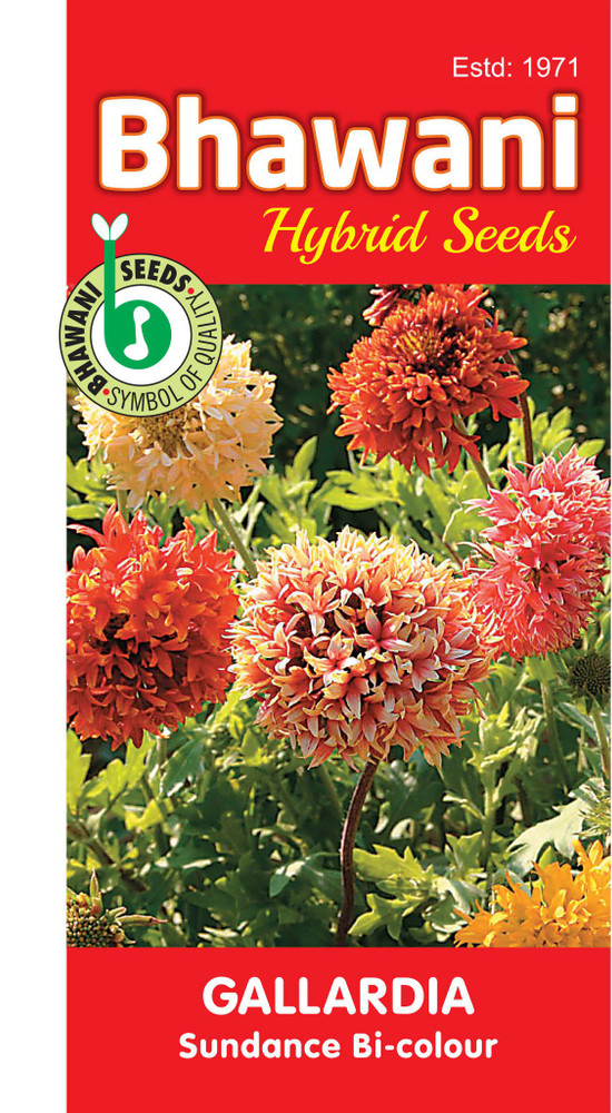 Bhawaniseeds Gaillardia Sundance Bicolor Blanket Flower Seed Price in India Buy Bhawaniseeds Gaillardia Sundance Bicolor Blanket Flower Seed online at Flipkart