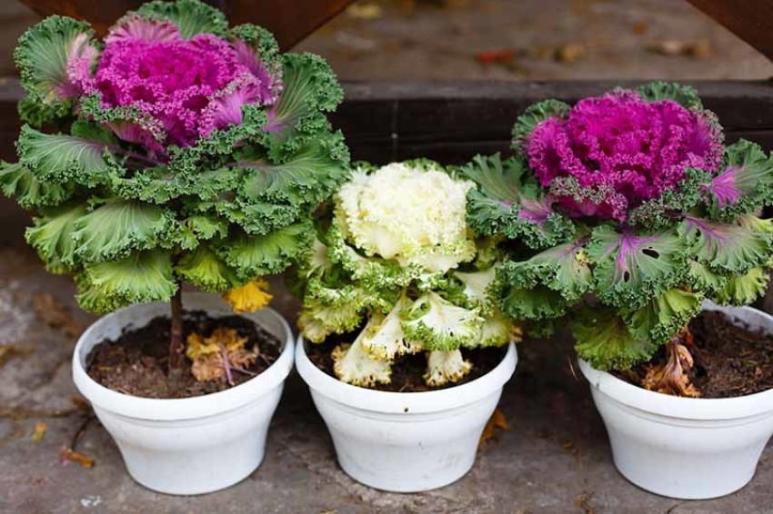 The Ultimate Guide to Decorative Kale Plants: Care, Benefits, and Varieties