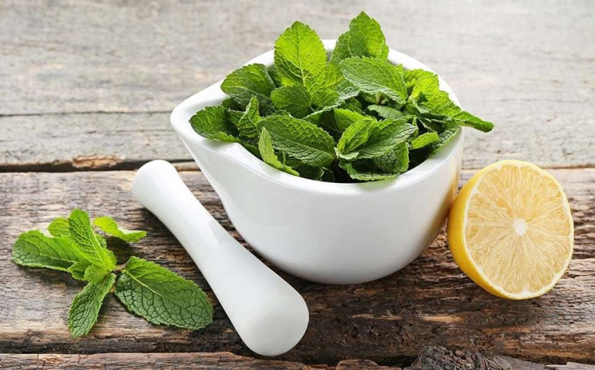 Lemon Balm Tea | For Anxiety | Traditional Medicinals | Traditional  Medicinals