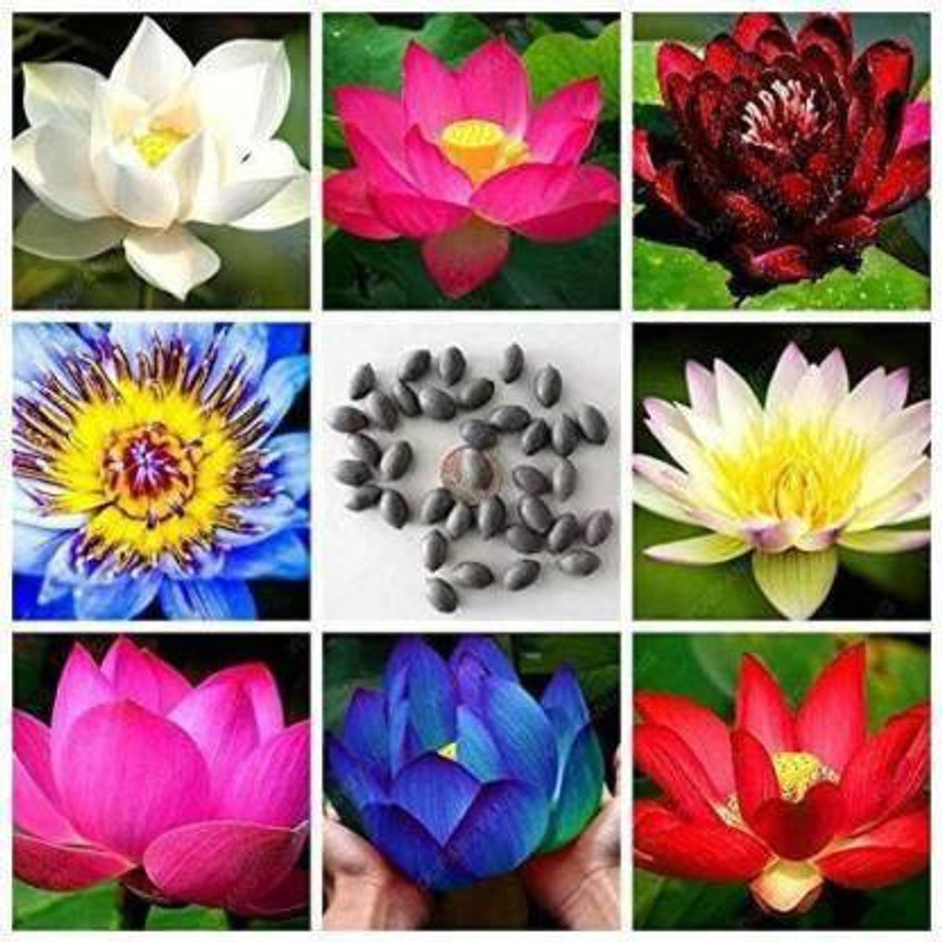 Types top of lotus