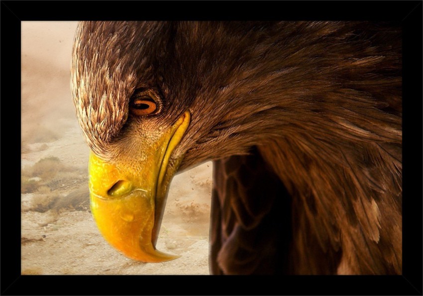 hd wallpapers 1080p eagle