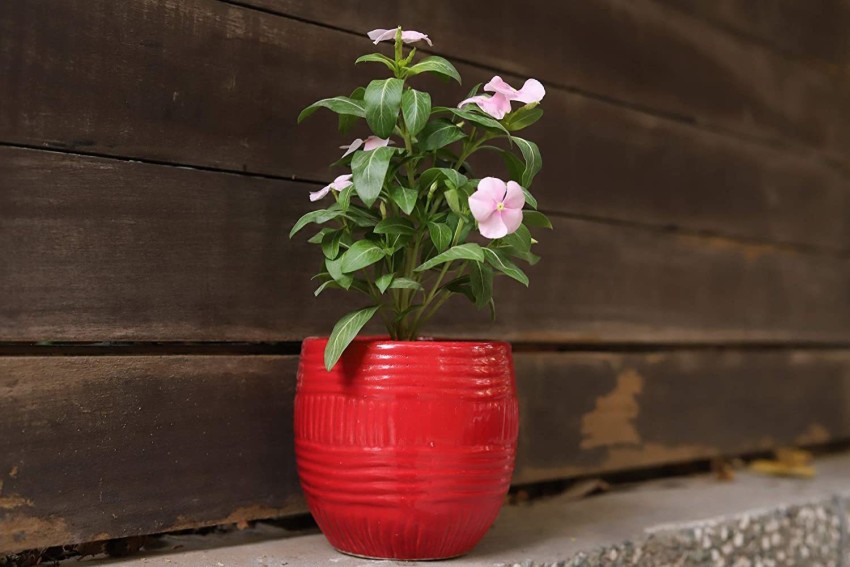 Bright Shop Ceramic Plant Pots, Ceramic Dori Planter Red Shiny