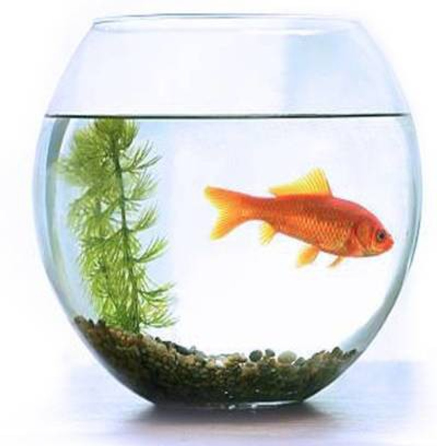5 litre fish bowl 2025