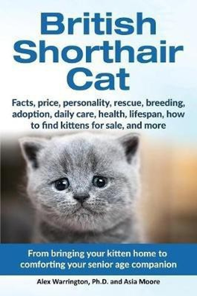 British cat buy sales
