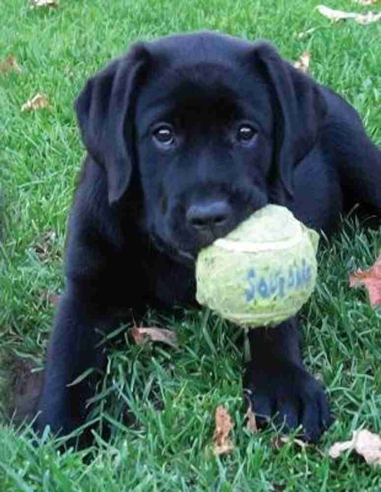 Black labrador retriever price sales