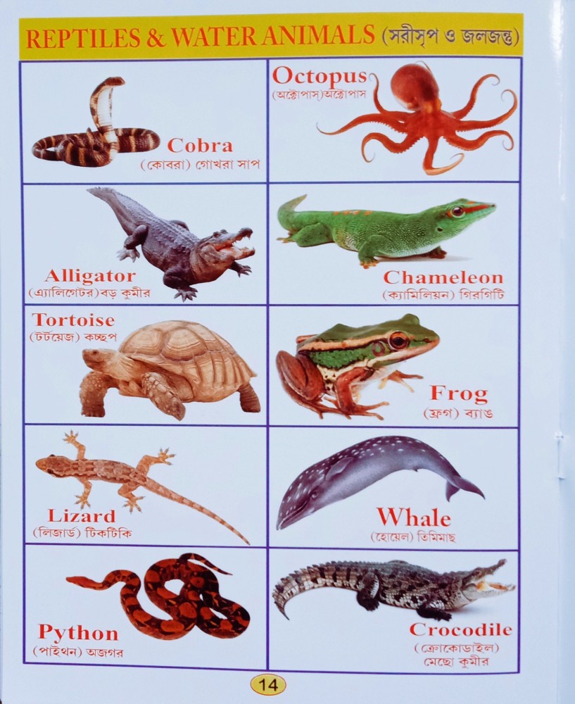 Reptiles Animals Name List With Pictures Animals Name List,