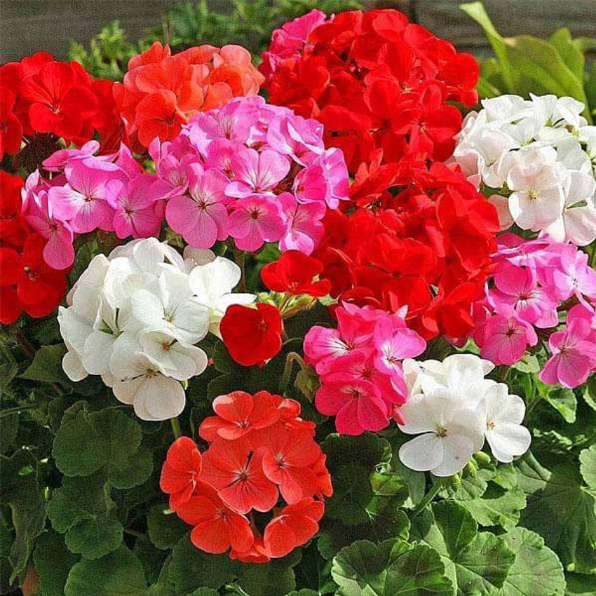 Geranium flower shop