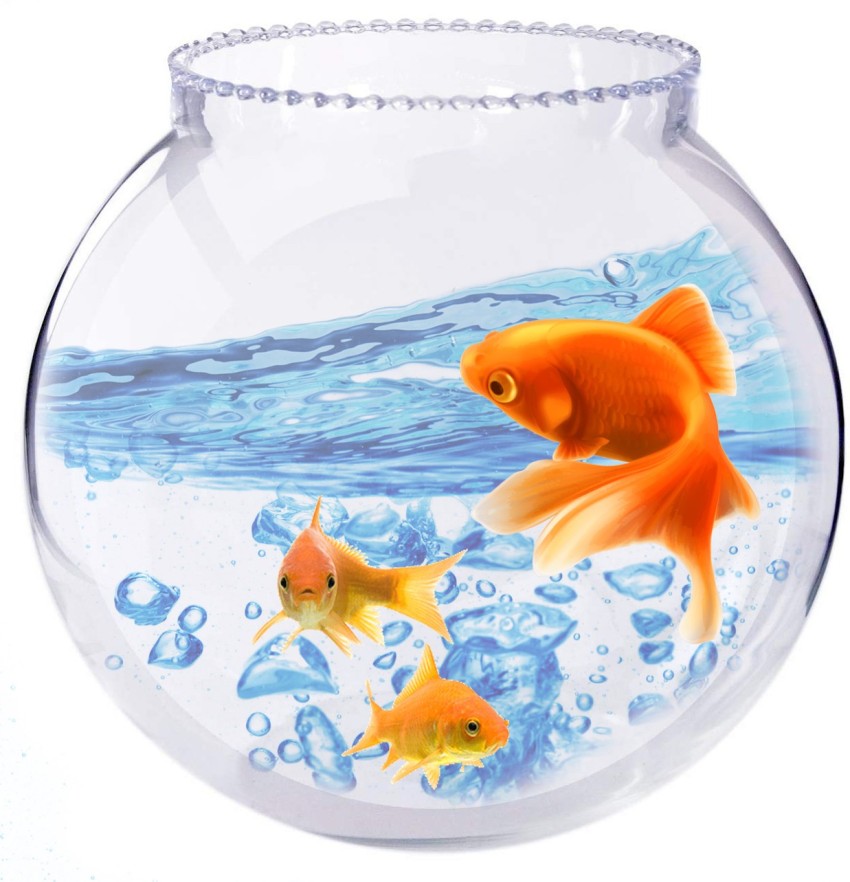 Vijyas 5.4 L Fish Bowl Price in India - Buy Vijyas 5.4 L Fish Bowl