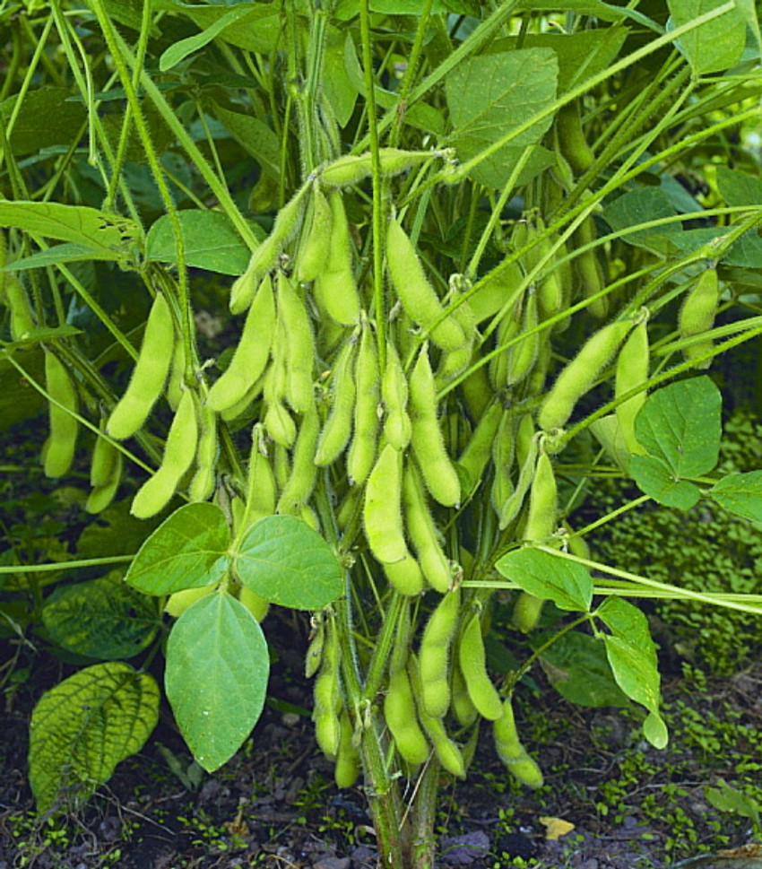 Soybean Description, Cultivation, Products, Facts