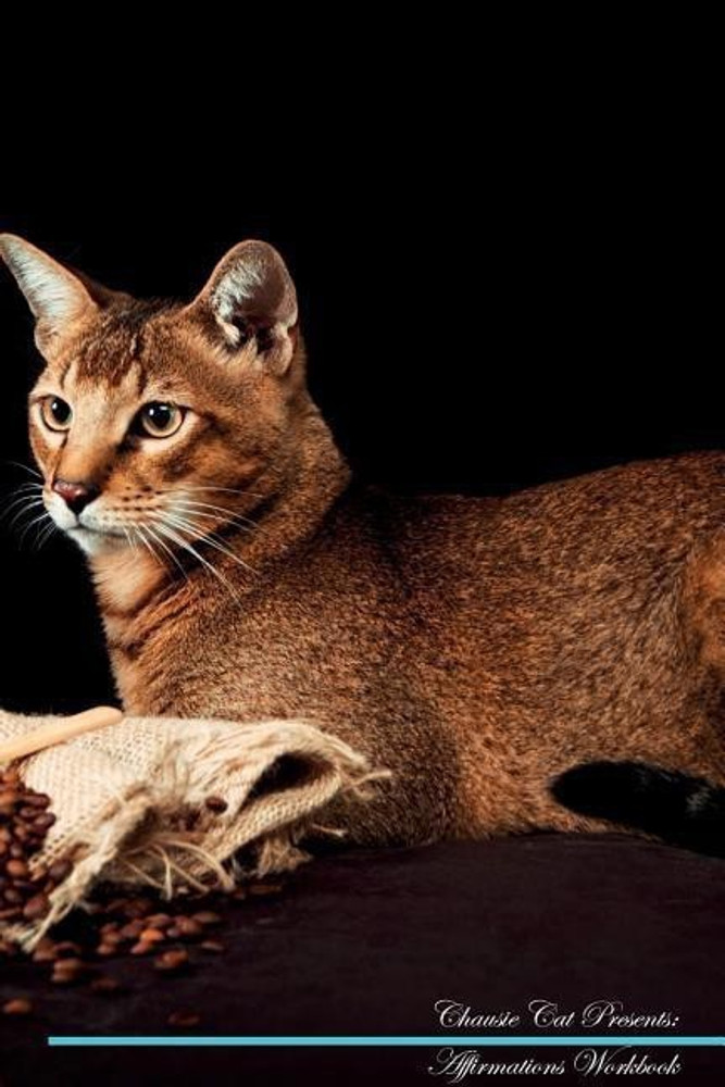 Chausie price best sale