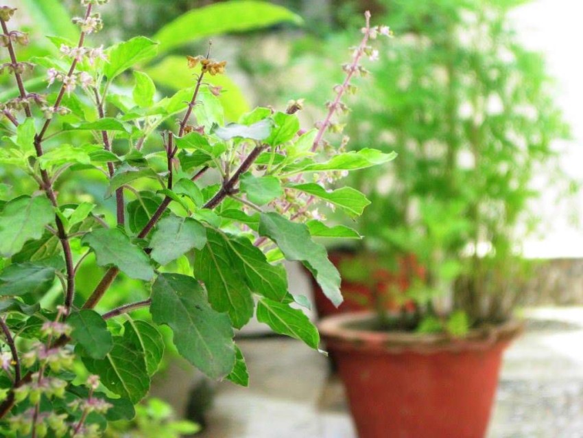 rmd Tulsi Holy Basil Seed Price in India Buy rmd Tulsi Holy