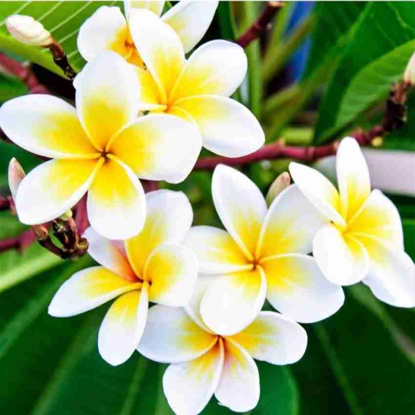 Are plumeria leaves hot sale poisonous to dogs