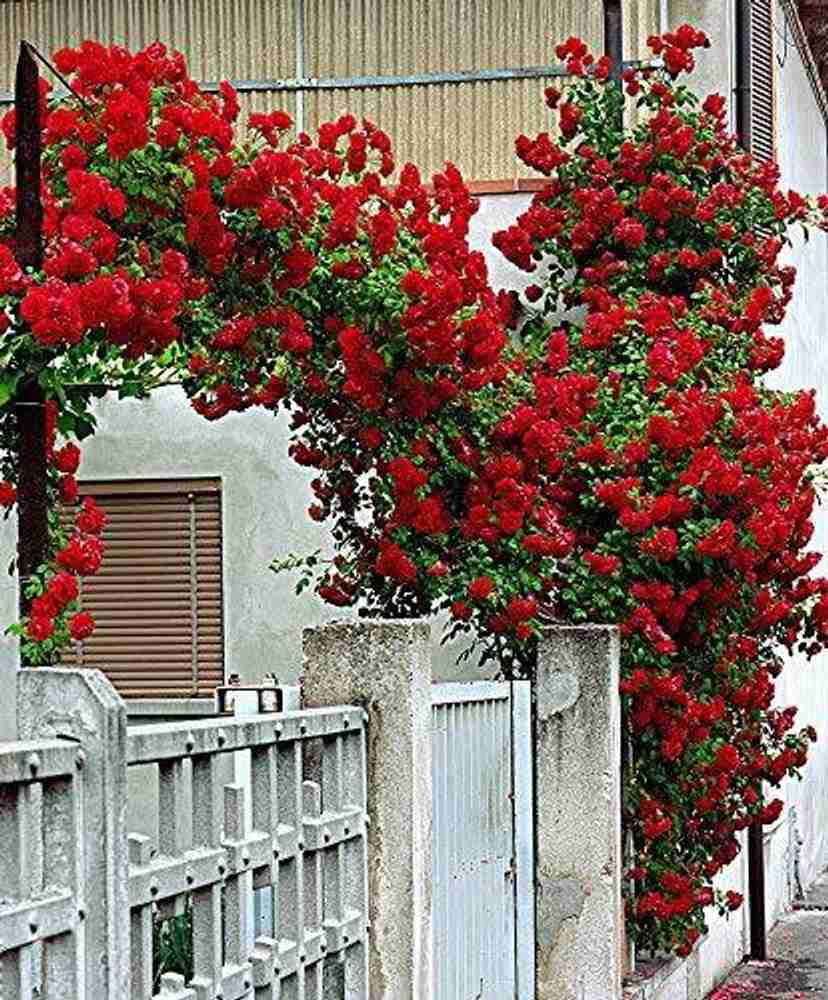 Climbing deals rose plant