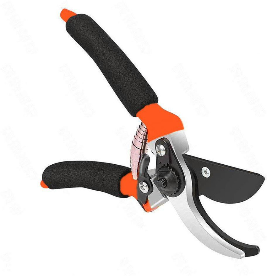 Sharf shears new arrivals