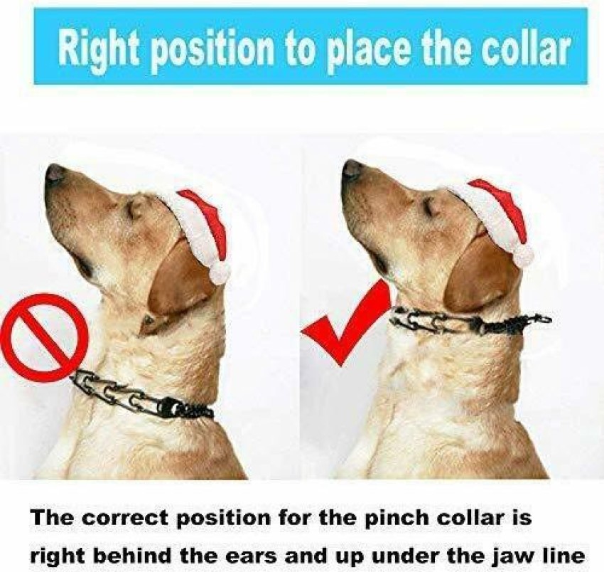 Pinch collar outlet for small dogs